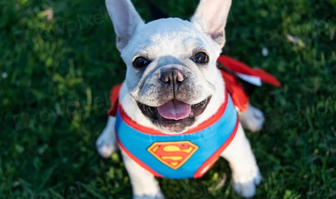 Alta Gracia celebra el Día del Animal con una jornada para toda la familia