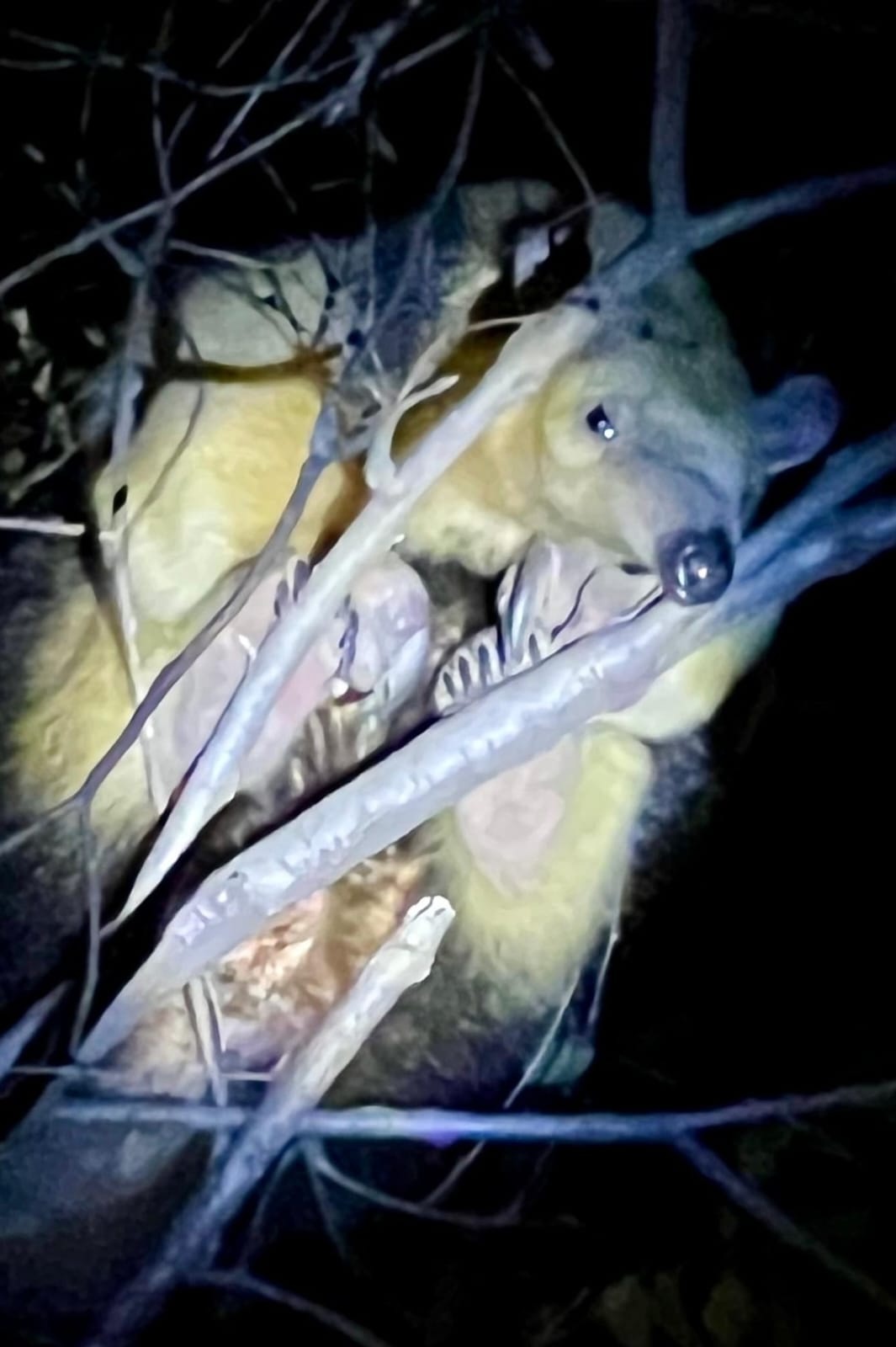 Exitoso rescate de un oso hormiguero en la costa del lago en Villas Ciudad América